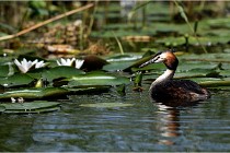 TEXEL HOLLANDE 17-05-31 06049   Photos ACG 2017