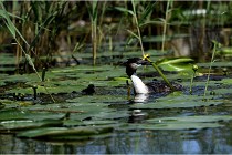 TEXEL HOLLANDE 17-05-31 06063   Photos ACG 2017