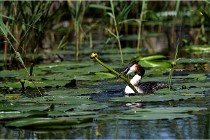 TEXEL HOLLANDE 17-05-31 06069   Photos ACG 2017