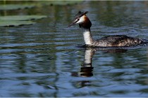 TEXEL HOLLANDE 17-05-31 06074   Photos ACG 2017