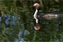 TEXEL HOLLANDE 17-05-31 06088   Photos ACG 2017