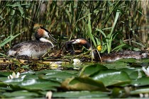 TEXEL HOLLANDE 17-05-31 06109   Photos ACG 2017