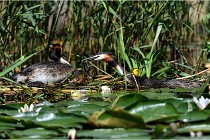 TEXEL HOLLANDE 17-05-31 06116   Photos ACG 2017