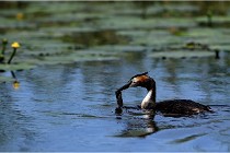 TEXEL HOLLANDE 17-05-31 06125   Photos ACG 2017