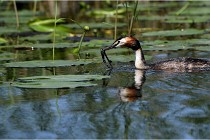 TEXEL HOLLANDE 17-05-31 06134   Photos ACG 2017