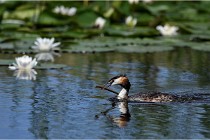 TEXEL HOLLANDE 17-05-31 06157   Photos ACG 2017