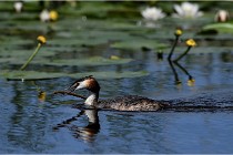 TEXEL HOLLANDE 17-05-31 06163   Photos ACG 2017