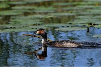 TEXEL HOLLANDE 17-05-31 06169   Photos ACG 2017