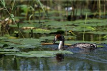 TEXEL HOLLANDE 17-05-31 06170   Photos ACG 2017