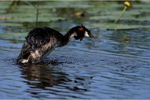 TEXEL HOLLANDE 17-05-31 06197   Photos ACG 2017