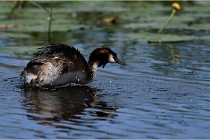TEXEL HOLLANDE 17-05-31 06198   Photos ACG 2017