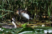 TEXEL HOLLANDE 17-05-31 06217   Photos ACG 2017