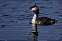 TEXEL HOLLANDE 17-05-31 06222   Photos ACG 2017