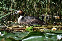 TEXEL HOLLANDE 17-05-31 06227   Photos ACG 2017