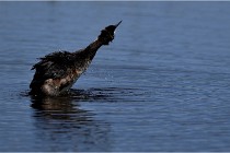 TEXEL HOLLANDE 17-05-31 06243   Photos ACG 2017
