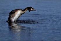 TEXEL HOLLANDE 17-05-31 06244   Photos ACG 2017