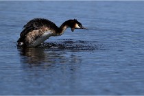 TEXEL HOLLANDE 17-05-31 06245   Photos ACG 2017