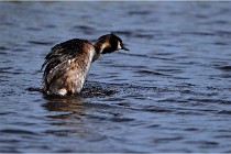TEXEL HOLLANDE 17-05-31 06253   Photos ACG 2017