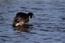 TEXEL HOLLANDE 17-05-31 06254   Photos ACG 2017