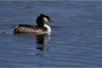 TEXEL HOLLANDE 17-05-31 06258   Photos ACG 2017