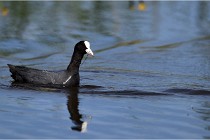 TEXEL HOLLANDE 17-05-31 06262   Photos ACG 2017