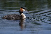 TEXEL HOLLANDE 17-05-31 06270   Photos ACG 2017