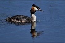 TEXEL HOLLANDE 17-05-31 06271   Photos ACG 2017