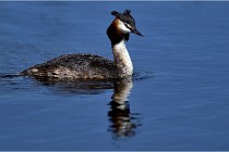 TEXEL HOLLANDE 17-05-31 06274   Photos ACG 2017