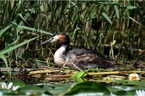 TEXEL HOLLANDE 17-05-31 06288   Photos ACG 2017