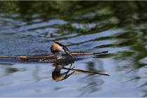 TEXEL HOLLANDE 17-05-31 06292   Photos ACG 2017