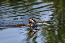 TEXEL HOLLANDE 17-05-31 06297   Photos ACG 2017