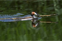 TEXEL HOLLANDE 17-05-31 06310   Photos ACG 2017