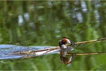 TEXEL HOLLANDE 17-05-31 06313   Photos ACG 2017