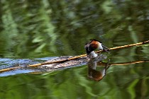 TEXEL HOLLANDE 17-05-31 06318   Photos ACG 2017