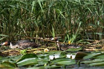 TEXEL HOLLANDE 17-05-31 06339   Photos ACG 2017