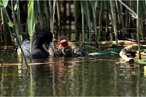 TEXEL HOLLANDE 17-05-31 06355   Photos ACG 2017
