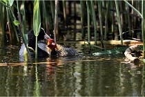 TEXEL HOLLANDE 17-05-31 06359   Photos ACG 2017