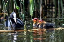 TEXEL HOLLANDE 17-05-31 06362   Photos ACG 2017