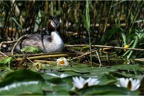 TEXEL HOLLANDE 17-05-31 06369   Photos ACG 2017
