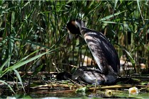 TEXEL HOLLANDE 17-05-31 06426   Photos ACG 2017