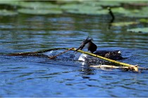 TEXEL HOLLANDE 17-05-31 06494   Photos ACG 2017