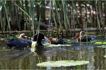 TEXEL HOLLANDE 17-05-31 06533   Photos ACG 2017