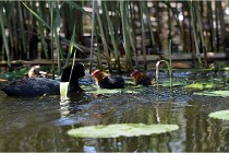 TEXEL HOLLANDE 17-05-31 06534   Photos ACG 2017