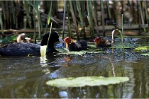 TEXEL HOLLANDE 17-05-31 06535   Photos ACG 2017