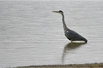 Cugnaux 17-09-25 139   Photo ACG 2017