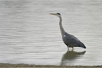 Cugnaux 17-09-25 164   Photo ACG 2017