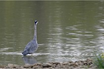 Cugnaux 17-09-25 200   Photo ACG 2017