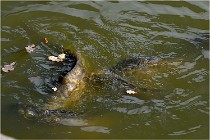 Boutissaint D500 17-10-09 0005   Photos ACG 2017