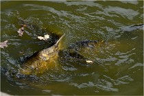 Boutissaint D500 17-10-09 0007   Photos ACG 2017