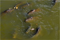 Boutissaint D500 17-10-09 0008   Photos ACG 2017